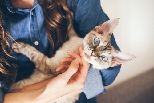 Young woman is cuddling and hugging her cute curious Devon Rex cat. Cat is happy and purring and is looking directly at camera.